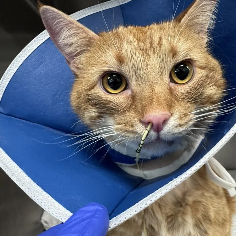 A domestic cat, Cheese, resting comfortably, having fully recovered after receiving hemodialysis treatment for severe kidney injury caused by accidental ingestion of chewable dog medicine.