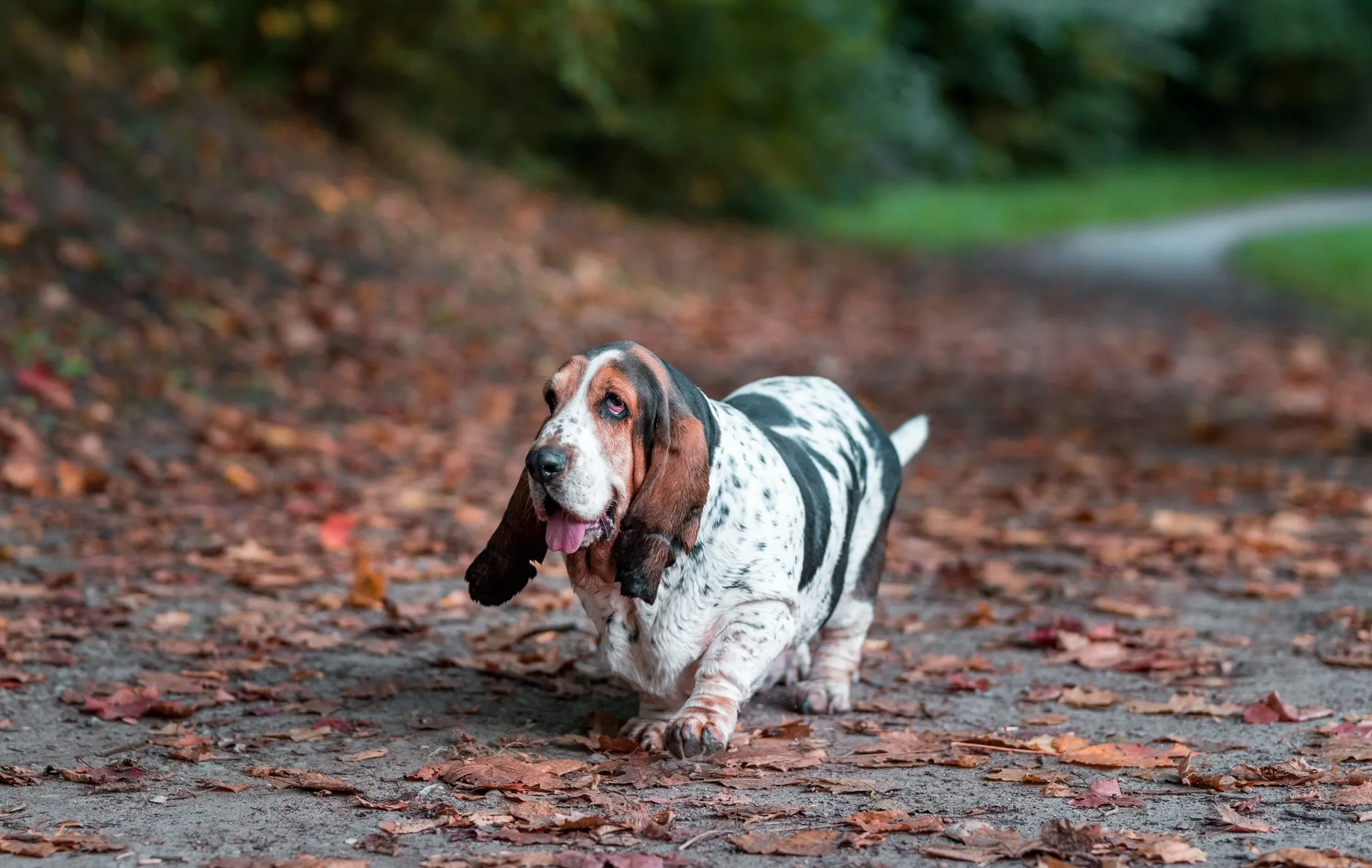 A droopy-eared Basset Hound walking attentively along a scenic hiking trail
