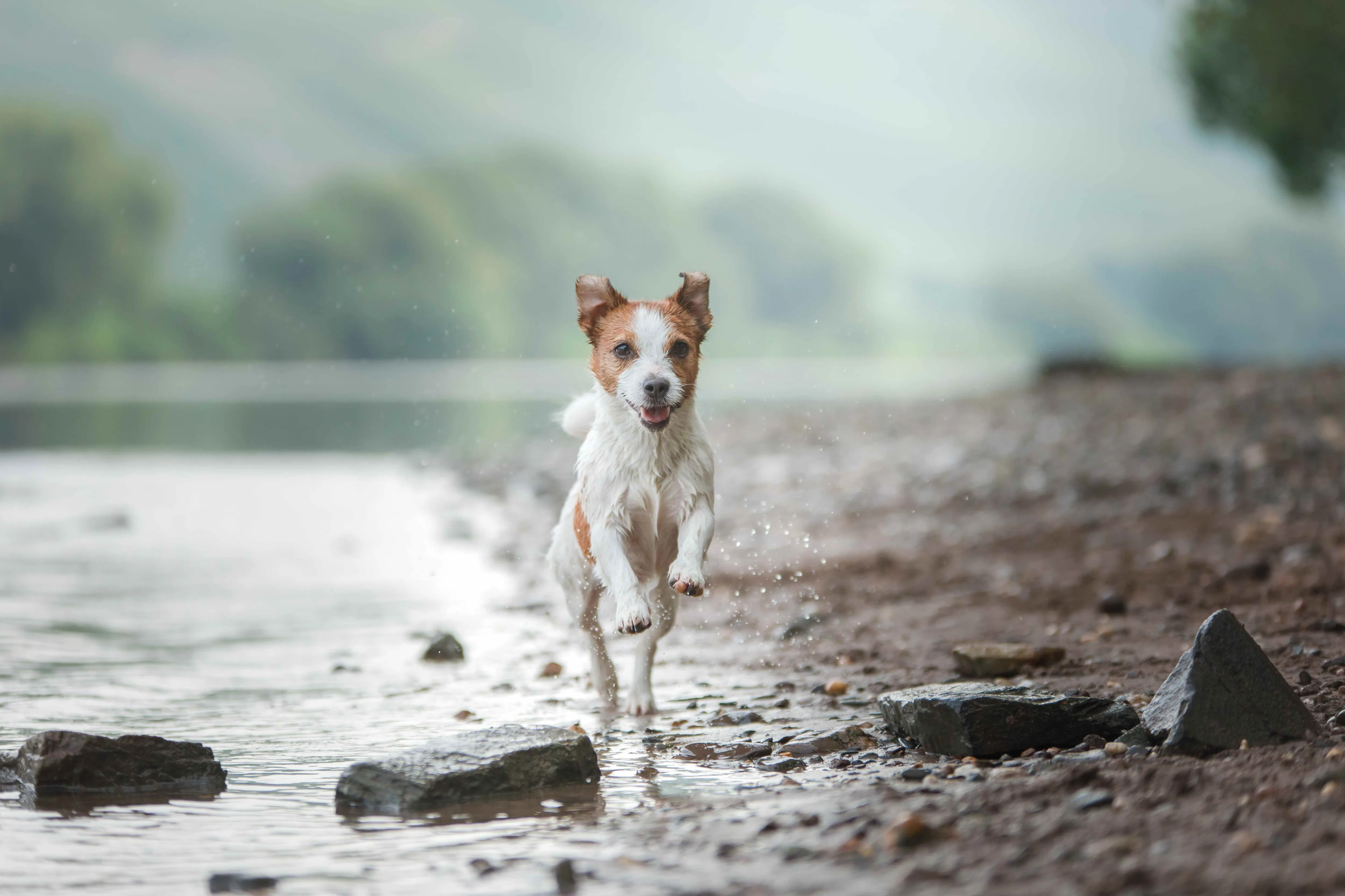 A energetic Parson Russell Terrier running freely on a grey sandy beach, showcasing its athletic form.