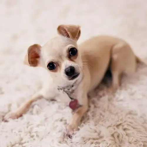 A fawn-colored Chihuahua sitting attentively, highlighting another popular coat shade