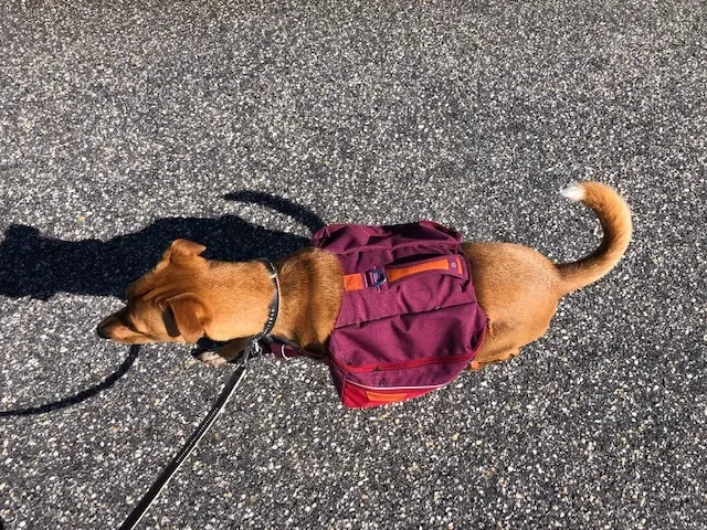 A Feist dog named Wally wearing his doggie backpack, ready for an adventure.
