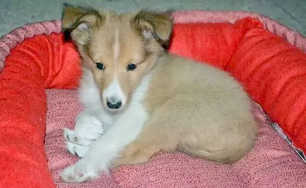 A female tri-color Sheltie puppy taking her first steps in her new home, looking curious