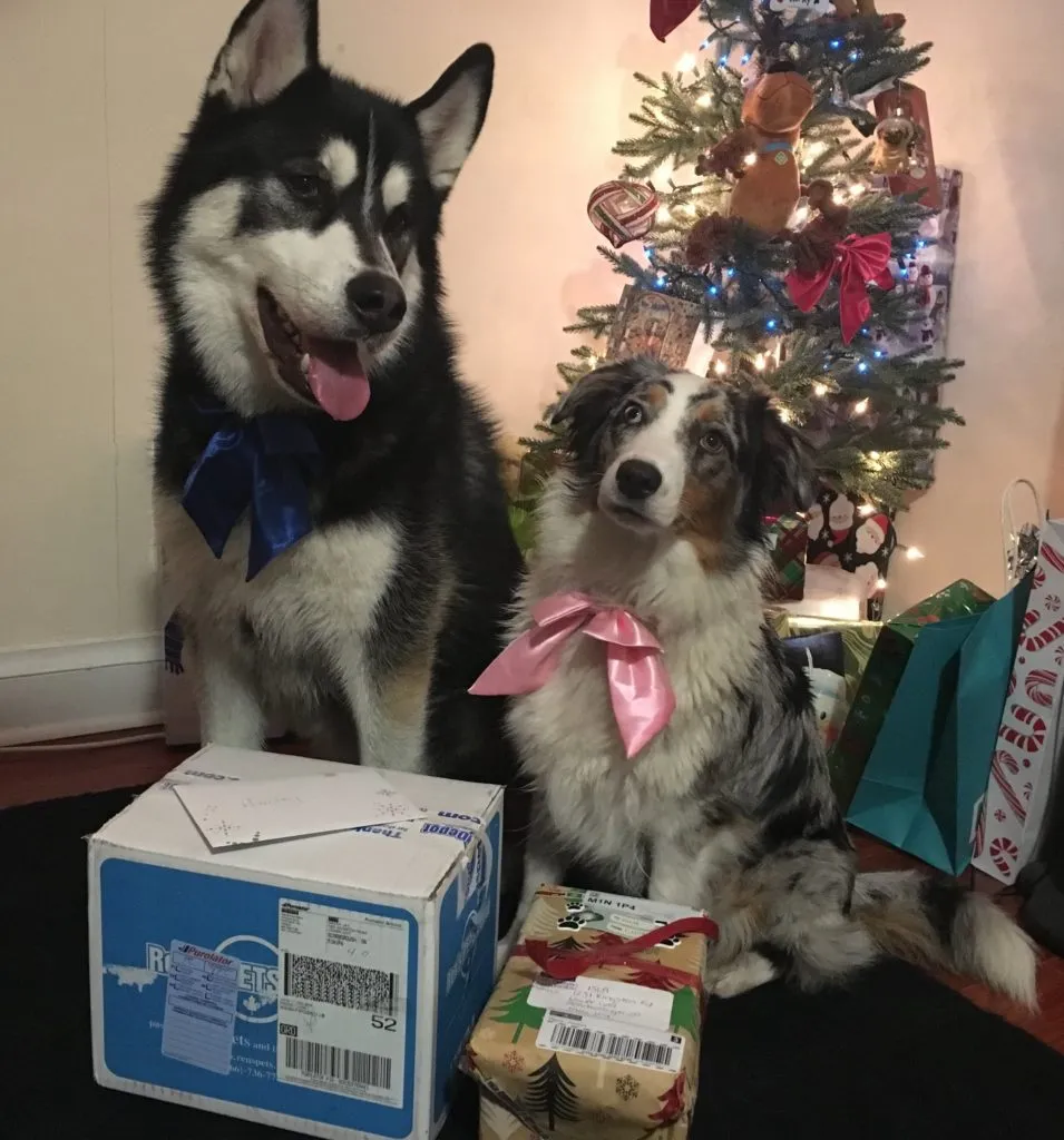 A festive scene with two dogs in front of a Christmas tree, surrounded by wrapped gifts, symbolizing a Secret Santa exchange.
