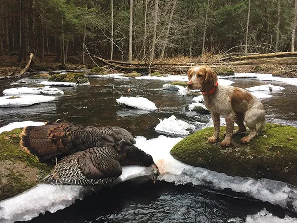 A Field Bred English Cocker Spaniel during a hunt, demonstrating its focus on game.