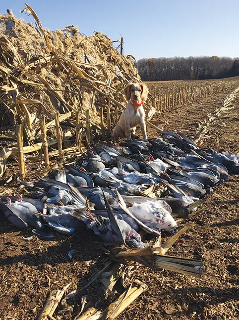 A Field Bred English Cocker Spaniel retrieves a bird during a hunt.
