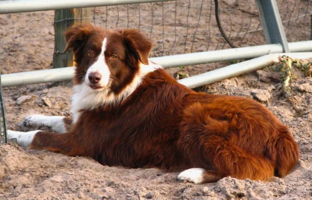 A fluffy Australian Shepherd with a reddish-merle coat and striking blue eyes, looking intelligent and active.