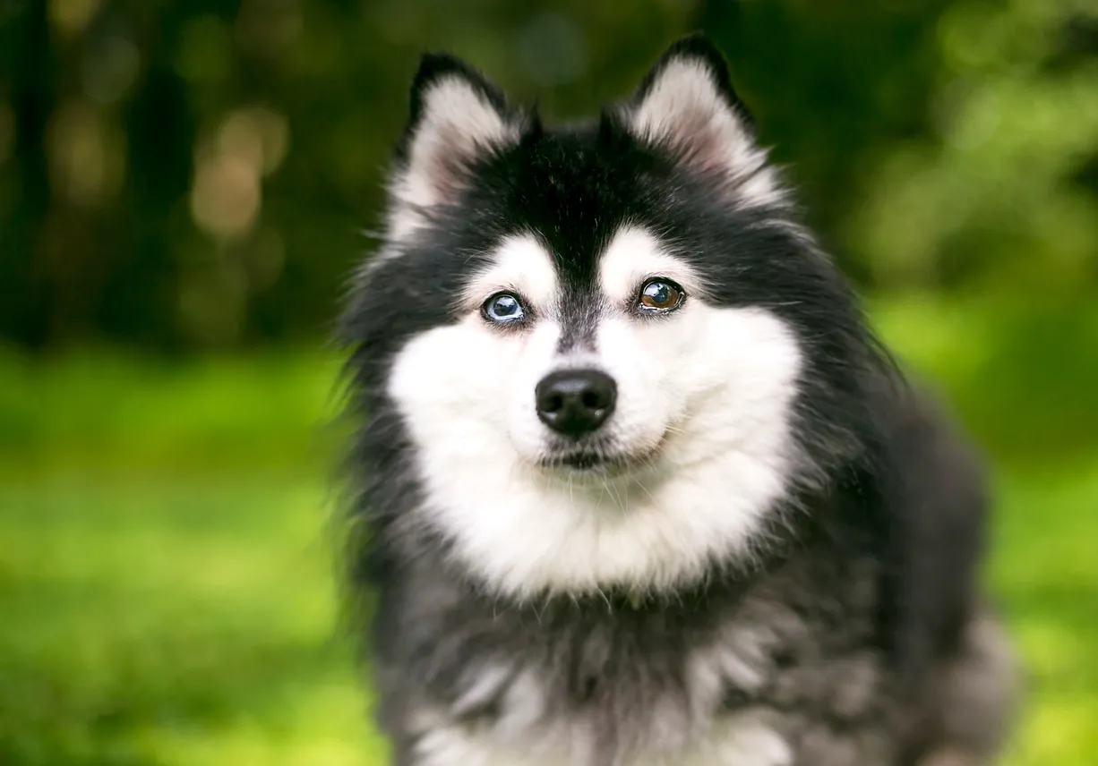 A fluffy black and white Alaskan Klee Kai with striking heterochromia (one blue, one brown eye) looks intently forward.