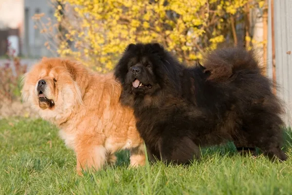 A fluffy Chow Chow, known for its protective instincts, standing calmly outdoors. This breed can be a medium to large size family protection dog.