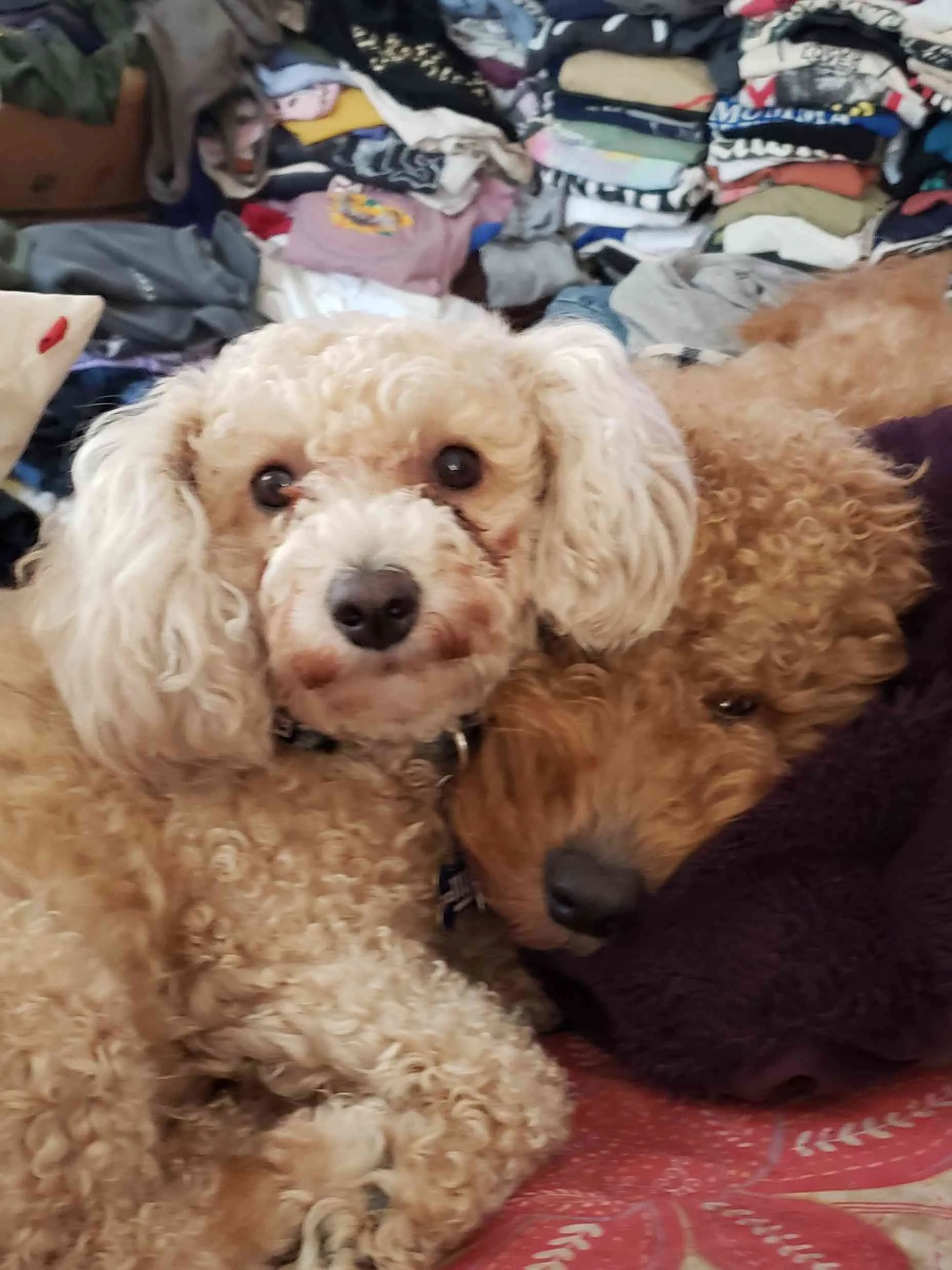 A fluffy dog looking attentively, displaying a well-maintained coat and healthy appearance.
