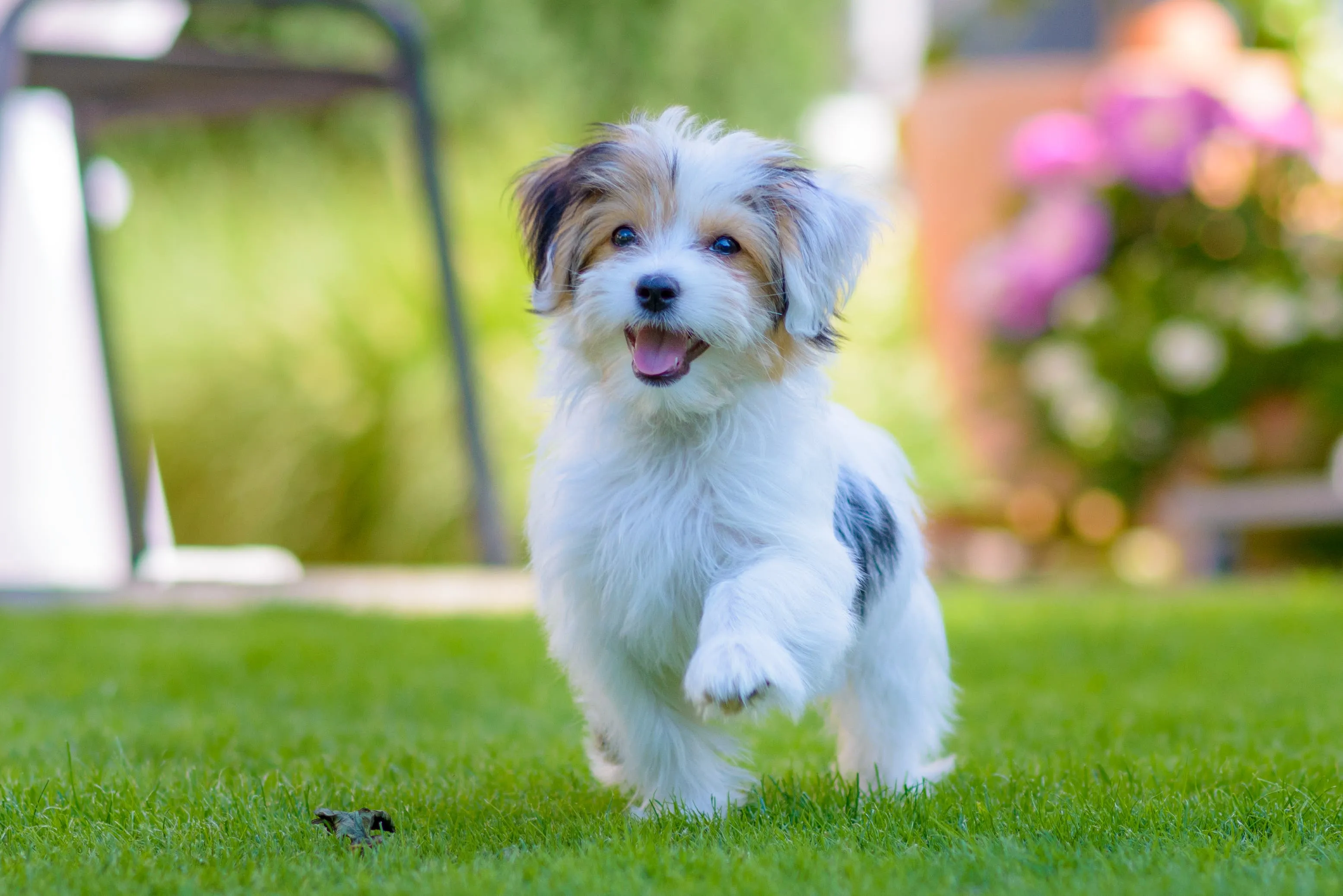 A fluffy Havanese dog with expressive eyes and a gentle demeanor.