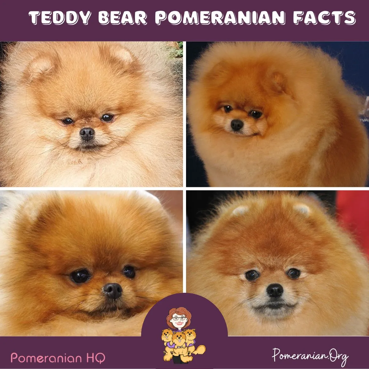 A fluffy Pomeranian puppy with a teddy bear-like face