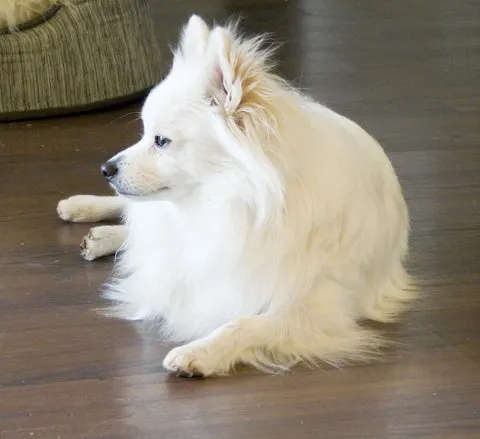 A fluffy Pomeranian with an alert, fox-like expression, showcasing its dense double coat and curled tail, a lively companion.