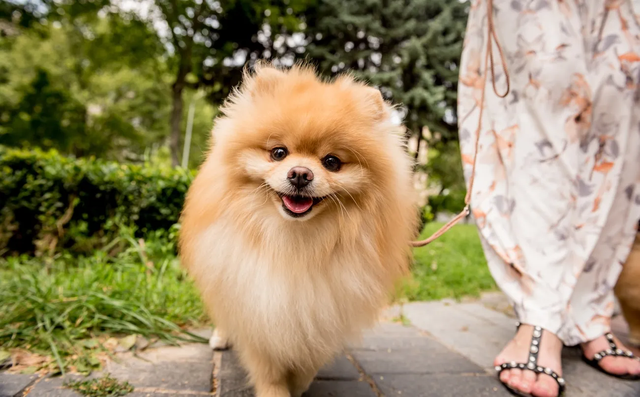A fluffy red Pomeranian, on a leash, looking directly at the camera with a joyful expression in a park setting.