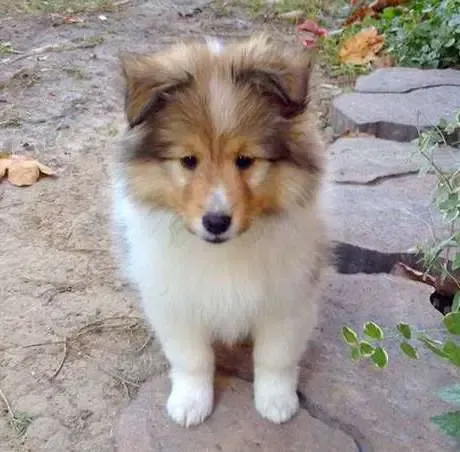 A fluffy sable Sheltie puppy, Lucy, projecting maximum cuteness and fluff value