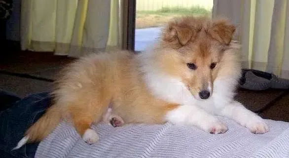 A fluffy sable Sheltie puppy, Mayci, with an abundance of soft, luxuriant fur