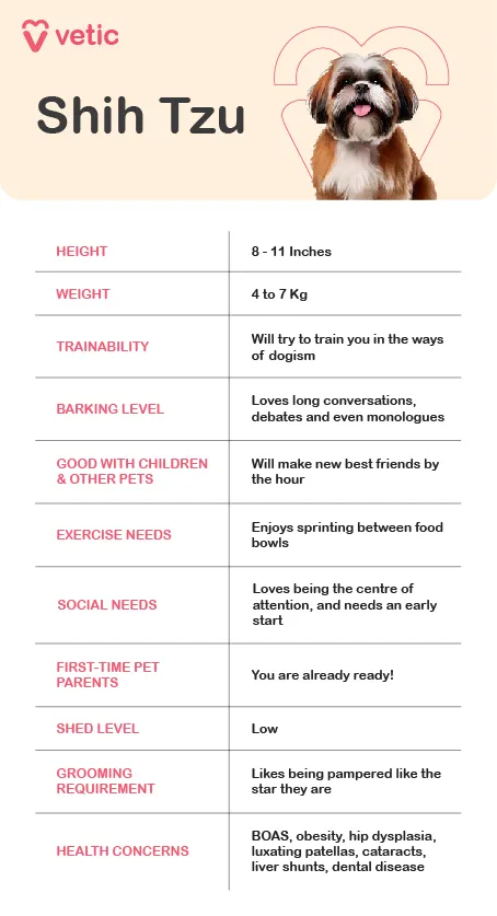 A fluffy Shih Tzu puppy sitting attentively on a light-colored rug, looking directly at the camera.