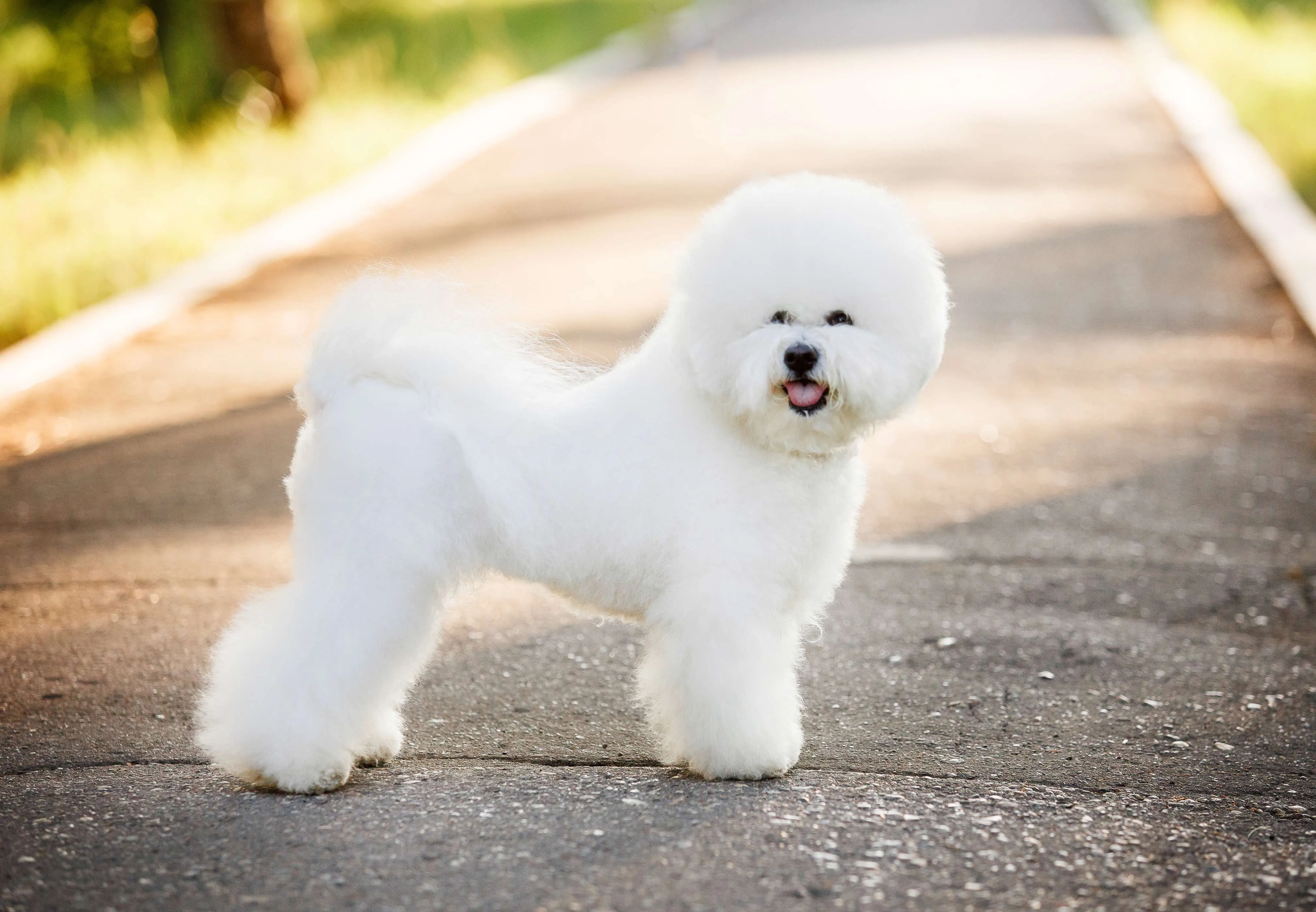 A fluffy white Bichon Frise dog in profile, displaying its signature curly, cloud-like coat.