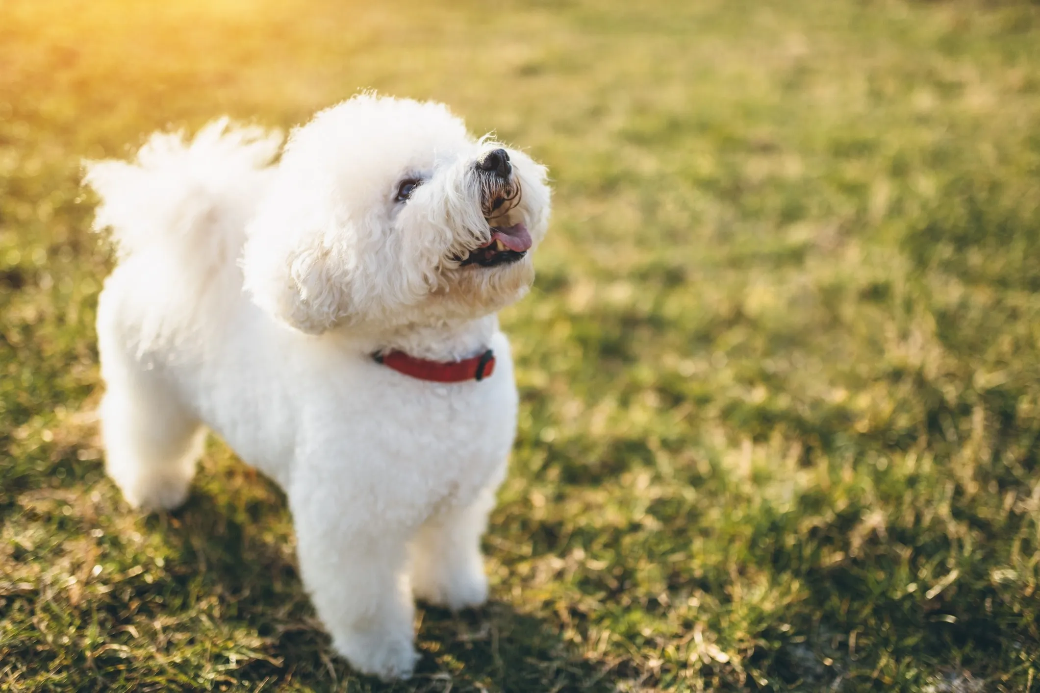 A fluffy white Bichon Frise sits upright in bright green grass, its dark eyes sparkling, looking towards the viewer.
