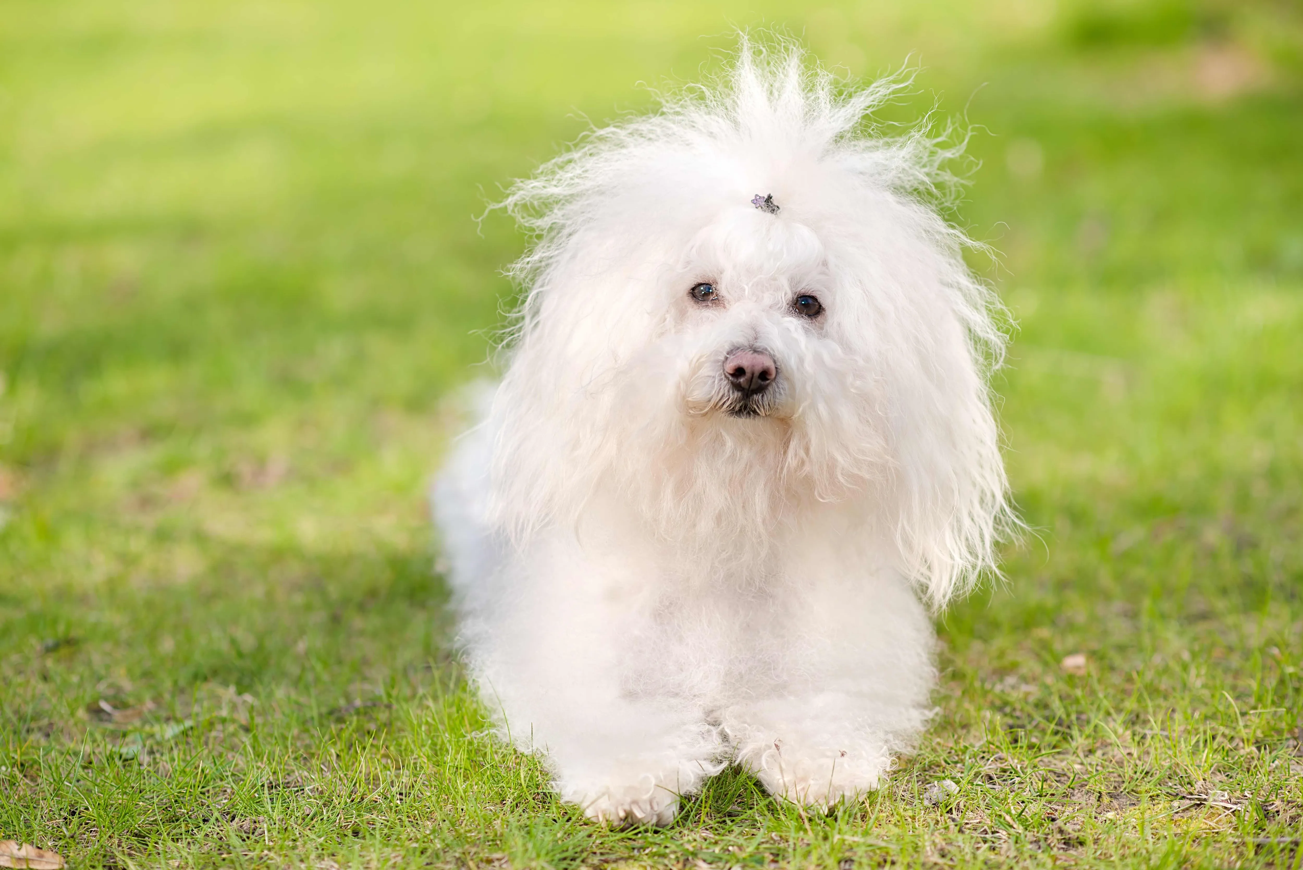 A fluffy white Bolognese dog sitting peacefully in vibrant green grass.