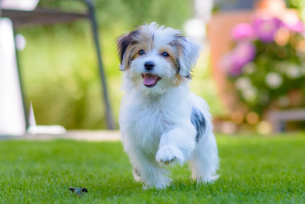 A fluffy white Maltese puppy looking up, symbolizing the focus on best food for Maltese puppies.