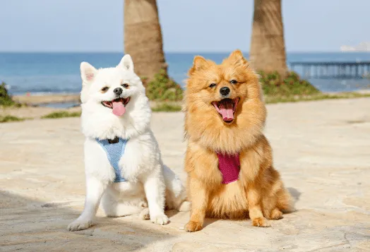 A fluffy white Pomeranian puppy sitting happily in green grass, with another lighter coloured Pomeranian slightly in the background, showcasing the beautiful coat texture.