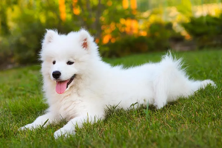 A fluffy white Samoyed puppy relaxing on lush green grass outdoors, looking content and peaceful.