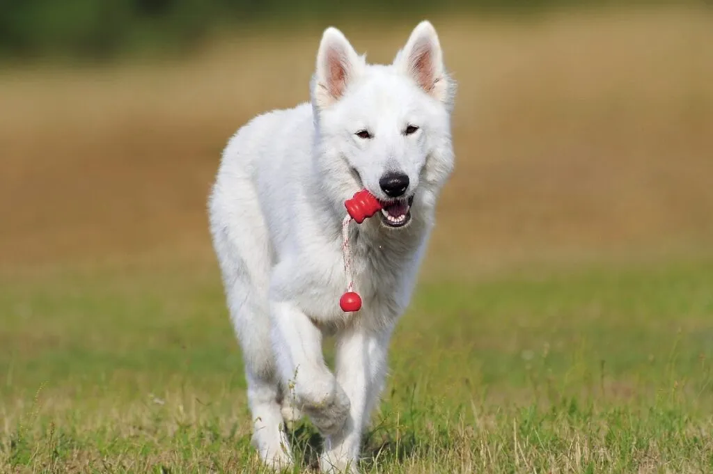 A fluffy white Swiss Shepherd dog standing elegantly, a friendly and active herding breed often mistaken for an albino German Shepherd.
