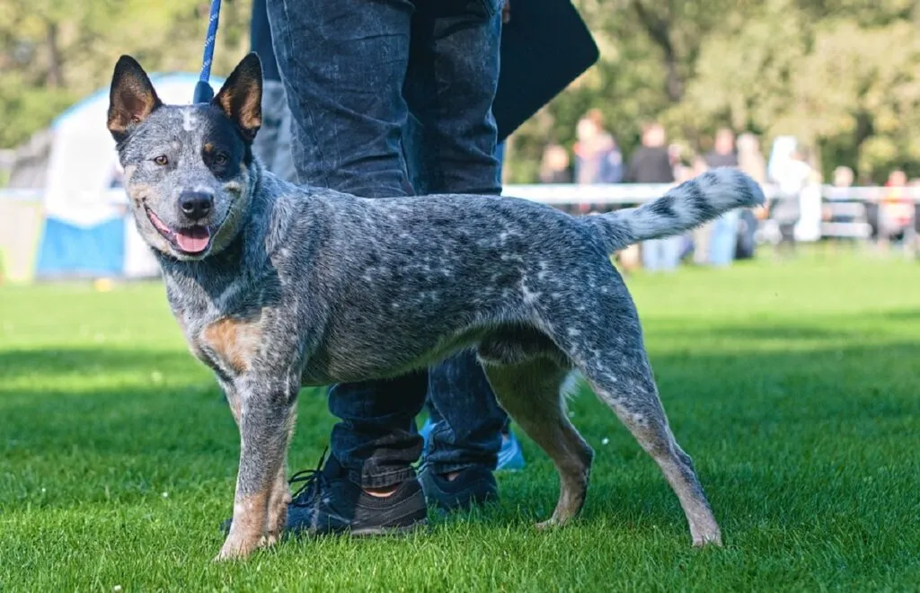A focused Australian Cattle Dog with a distinctive blue mottled coat