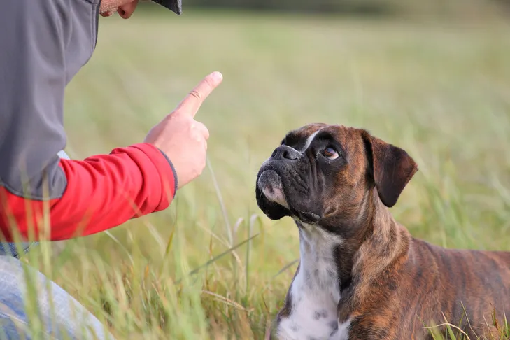 A focused Boxer puppy lying down outdoors, being calmly trained by a man, demonstrating good obedience during a session.