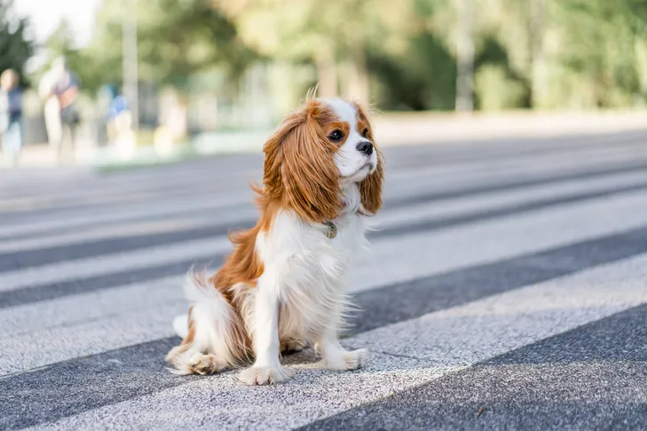 A focused Cavalier King Charles Spaniel looking at its owner during name recognition training.