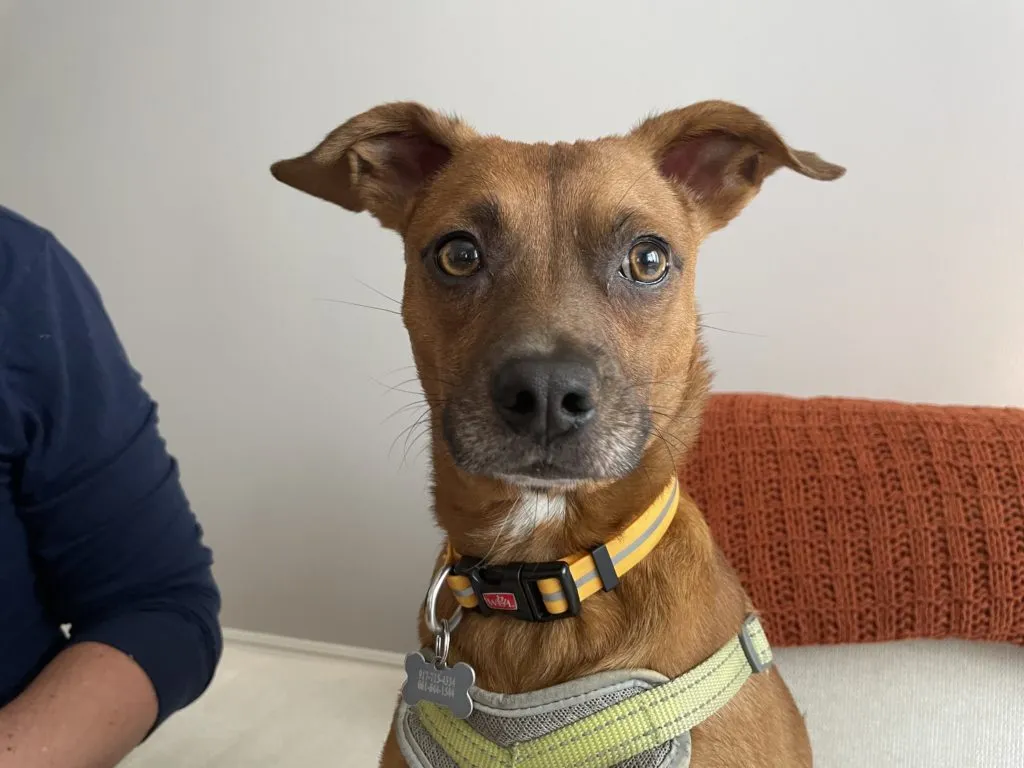 A focused dog on a leash, representing the need for controlled training instead of training for aggression towards strangers.