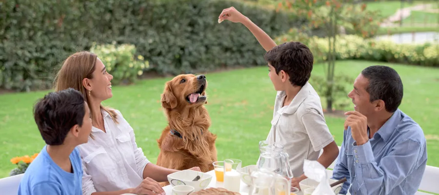 A focused Staffordshire Bull Terrier looking at a table laden with human food, highlighting the importance of knowing what foods Staffies cannot eat to avoid health risks.