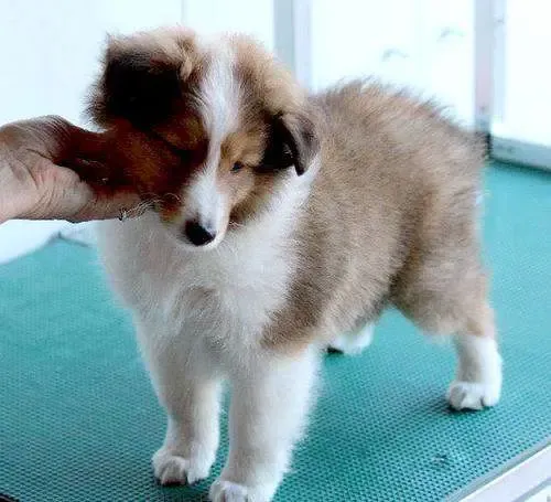 A focused tri-color Sheltie puppy, Levi, posing intently, perhaps engaged in deep philosophical thought