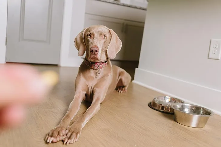 A focused Weimaraner puppy performing a "down" command on its bed, calmly waiting for a treat during place training to avoid door darting.