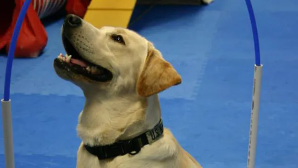 A focused yellow lab learning new commands during a training session, highlighting the importance of foundation skills
