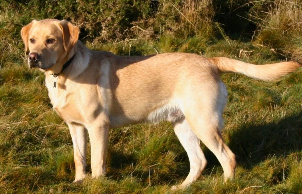 A Fox Red Labrador Retriever with a dense, short red coat, looking attentive and friendly.