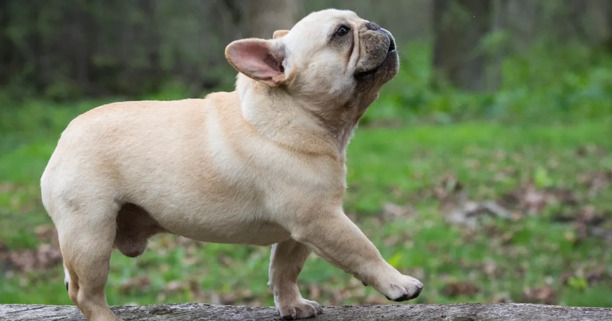 A French Bulldog enjoying a gentle cleaning of its facial wrinkles with a soft cloth.