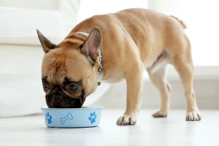 A French Bulldog enjoying a meal from its bowl at home, representing a happy, well-fed pet.