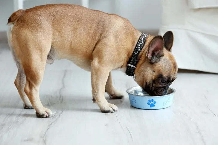 A French Bulldog enjoying a meal from its bowl at home, representing a healthy feeding habit for dogs.