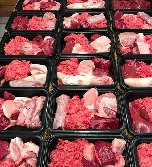 A French Bulldog enjoying a raw food meal