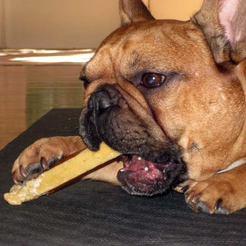 A French Bulldog happily chewing on a Himalayan Dog Chew