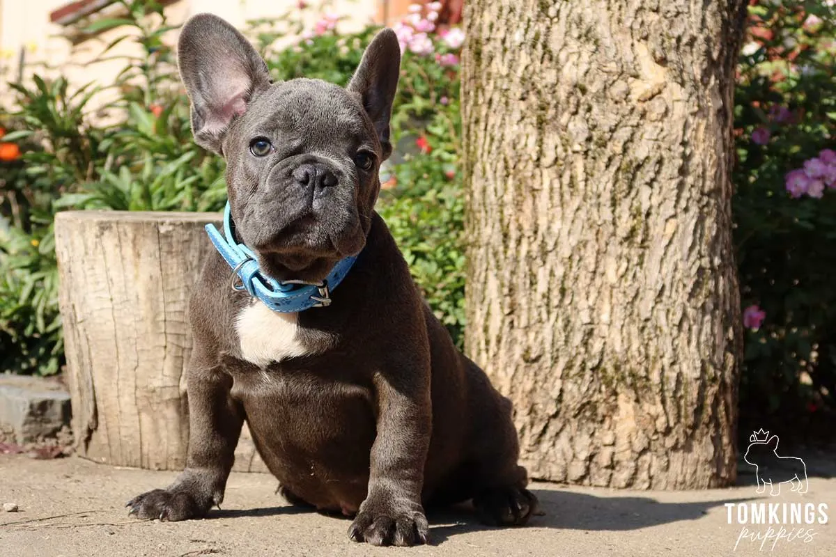 A French Bulldog puppy calmly sitting with a leash attached