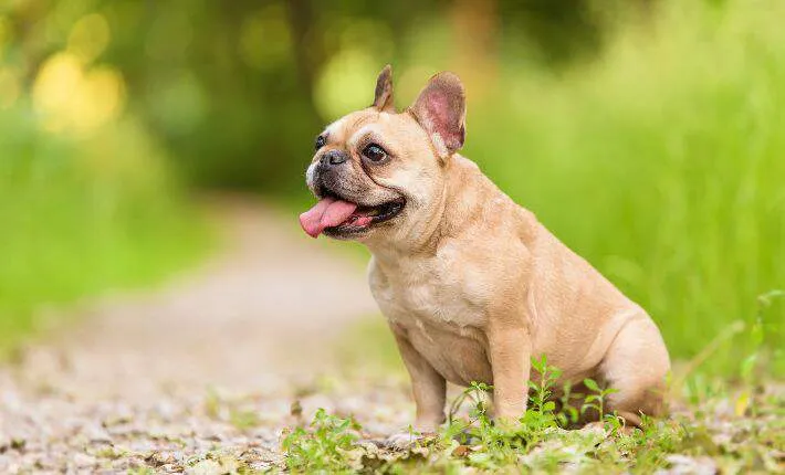 A French Bulldog sitting calmly on the grass
