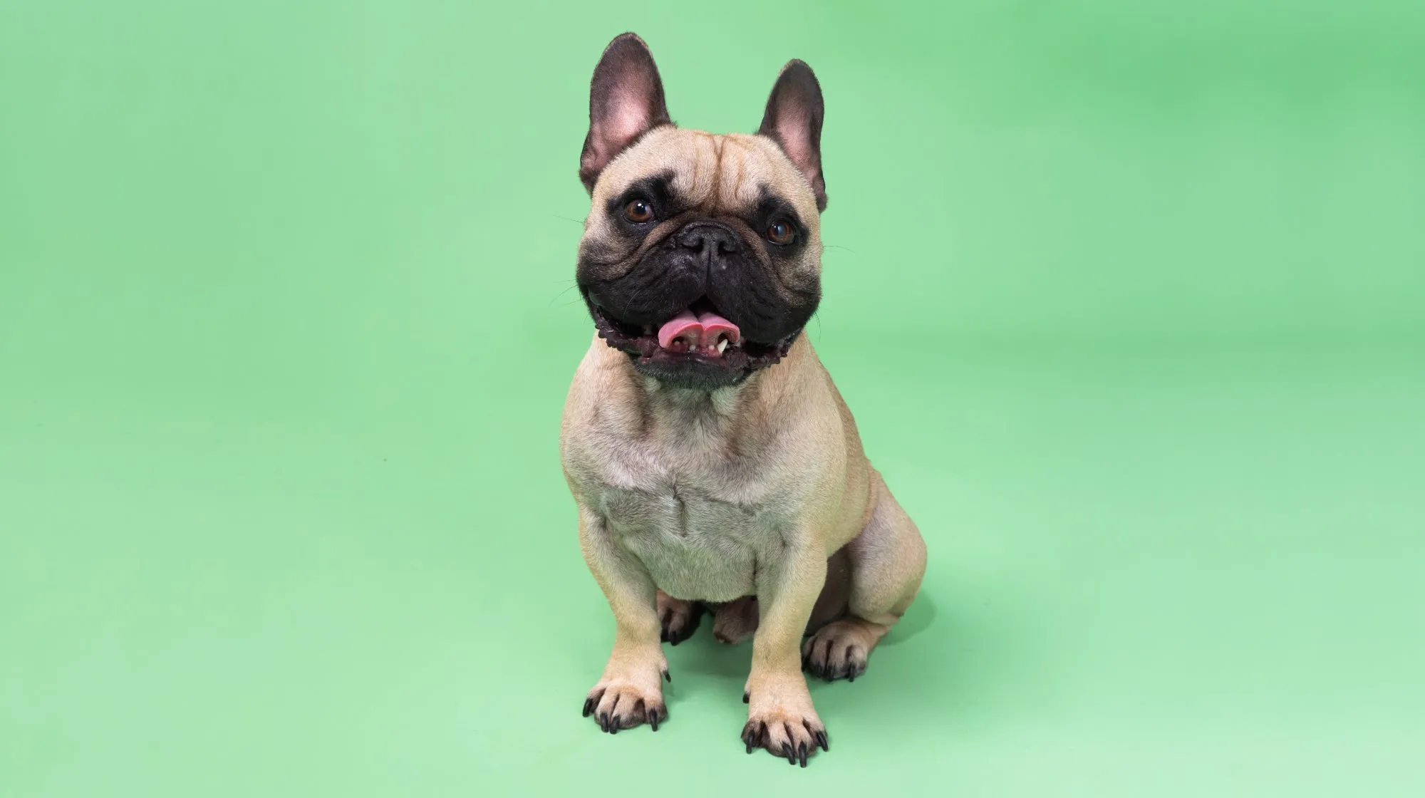 A French Bulldog sitting on a green background, looking alert.
