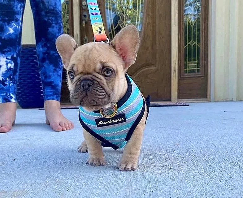 A French Bulldog wearing a health harness, emphasizing the importance of specialized care and equipment for the breed, especially for those involved in French Bulldogs reproduction.
