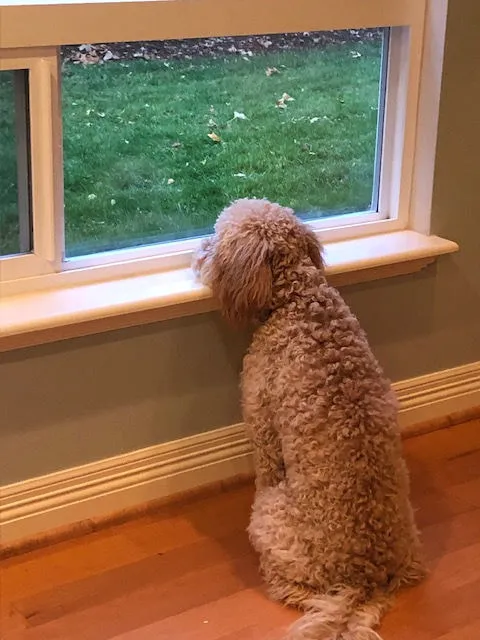 A freshly groomed Labradoodle named Sydney looking out the window, watching squirrels and birds.