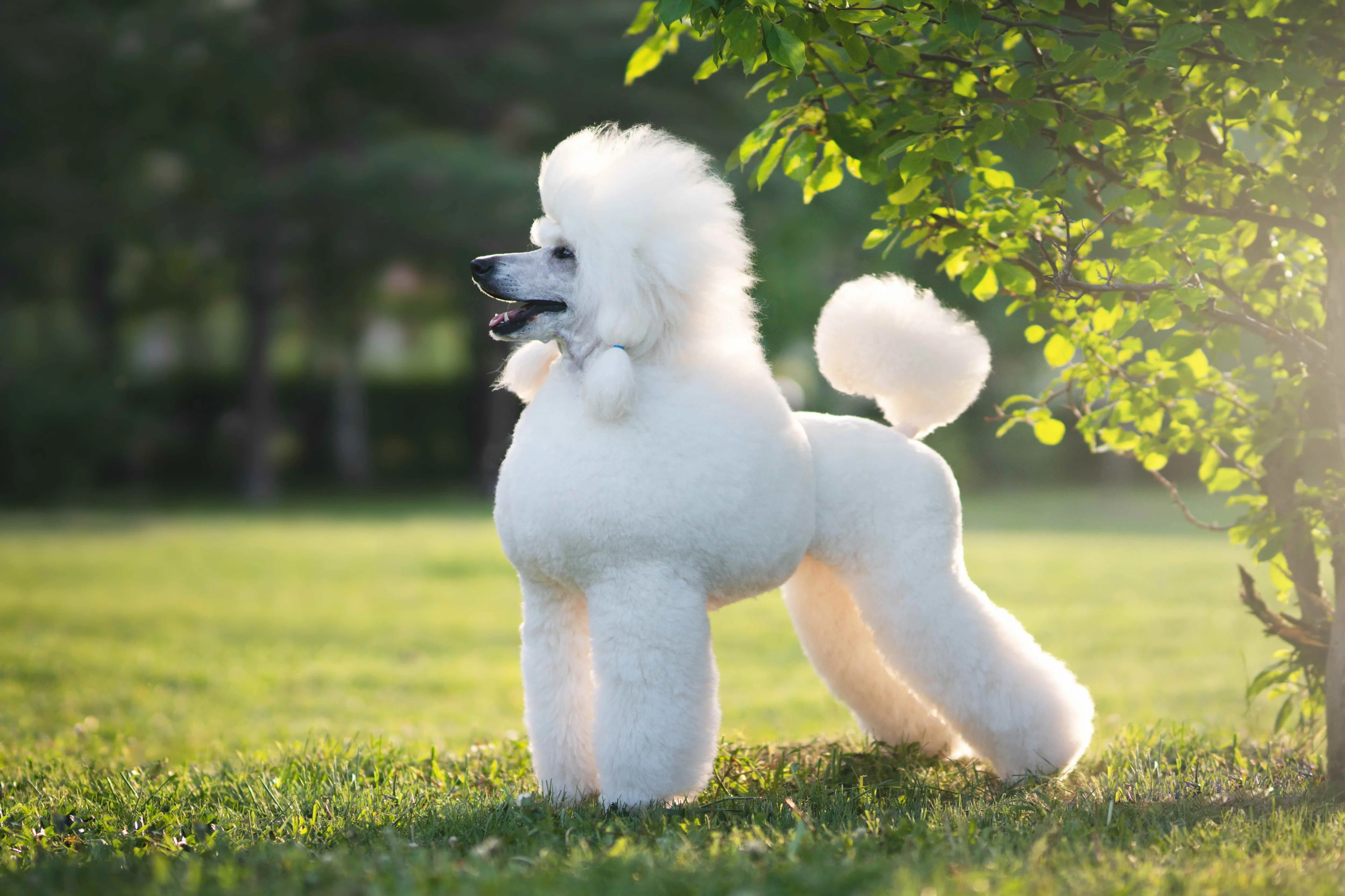 A freshly groomed white poodle standing in a ray of sunlight.