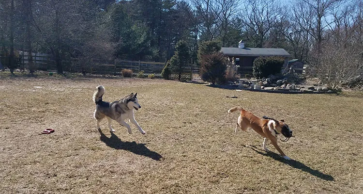 A friendly dog sitter engaging with a happy golden retriever indoors, representing the joyful experience of becoming a dog sitter through platforms like Rover.