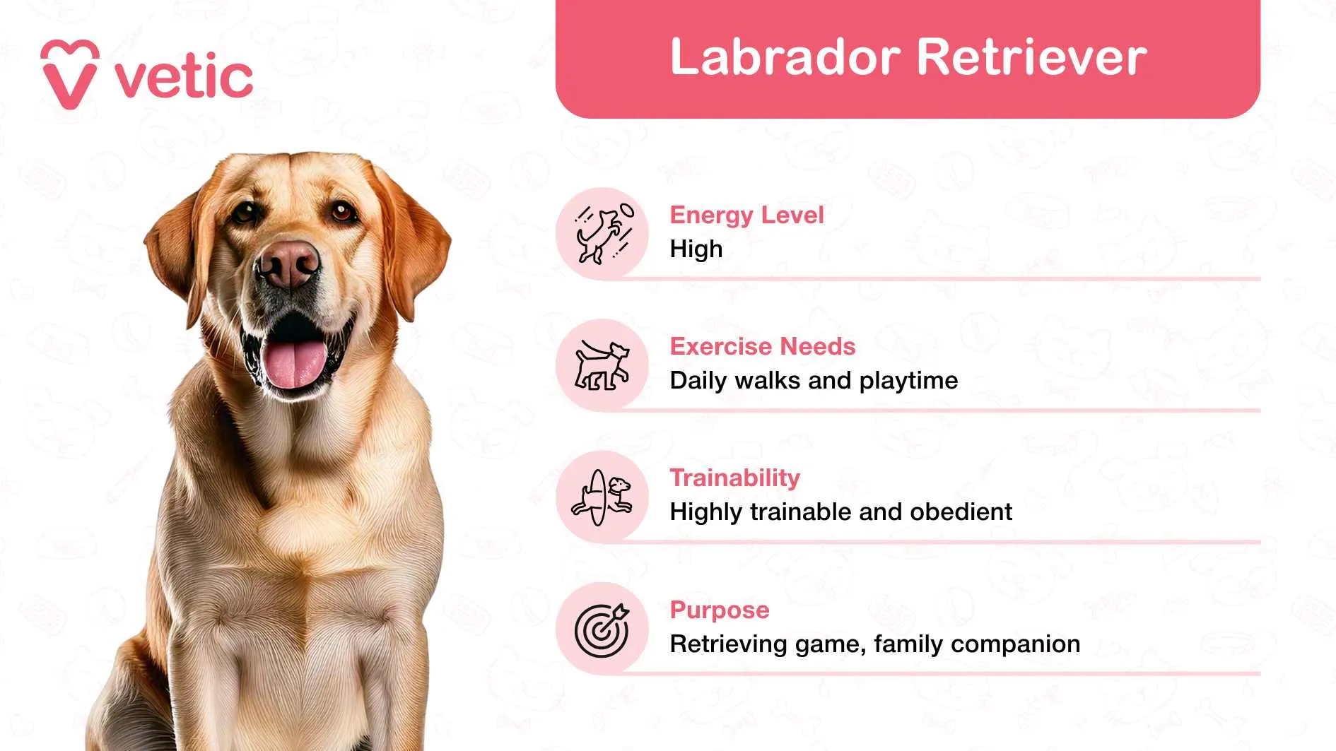 A friendly Labrador Retriever, known for its gentle and sociable personality, ideal for families with children in India.