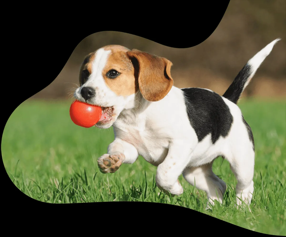 A friendly paw sitter enjoys a walk with two happy dogs on a leash